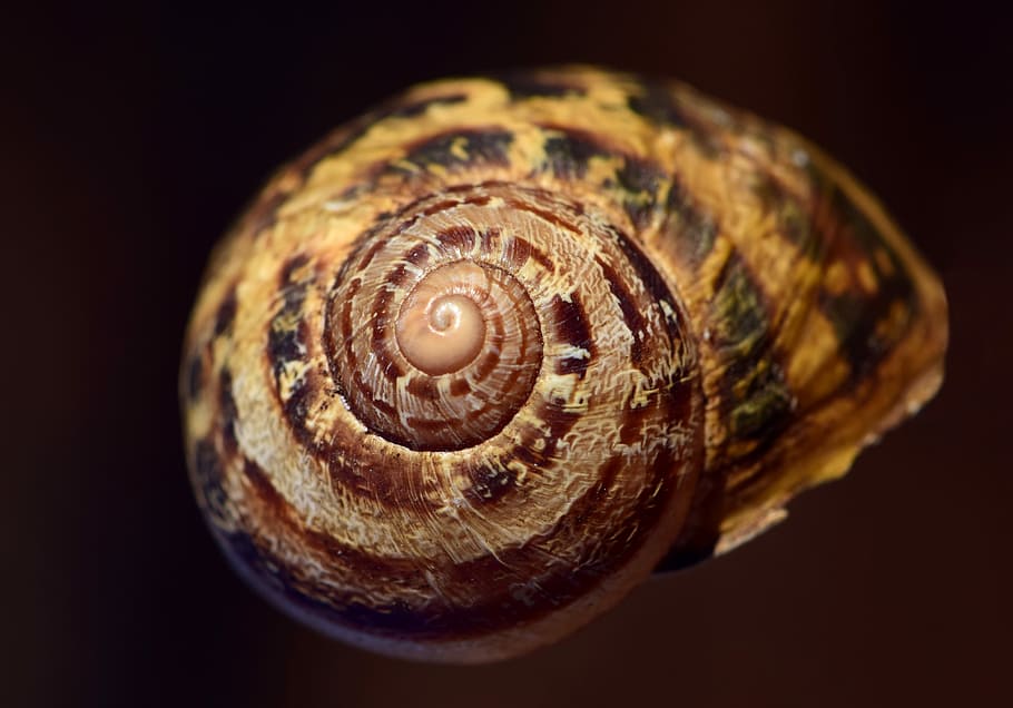 selective focus photography of brown snail \, shell, spiral HD wallpaper