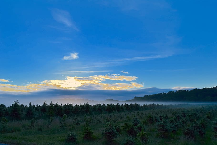 Sunrise, Field, Mist, Pine Trees, morning, landscape, nature HD wallpaper