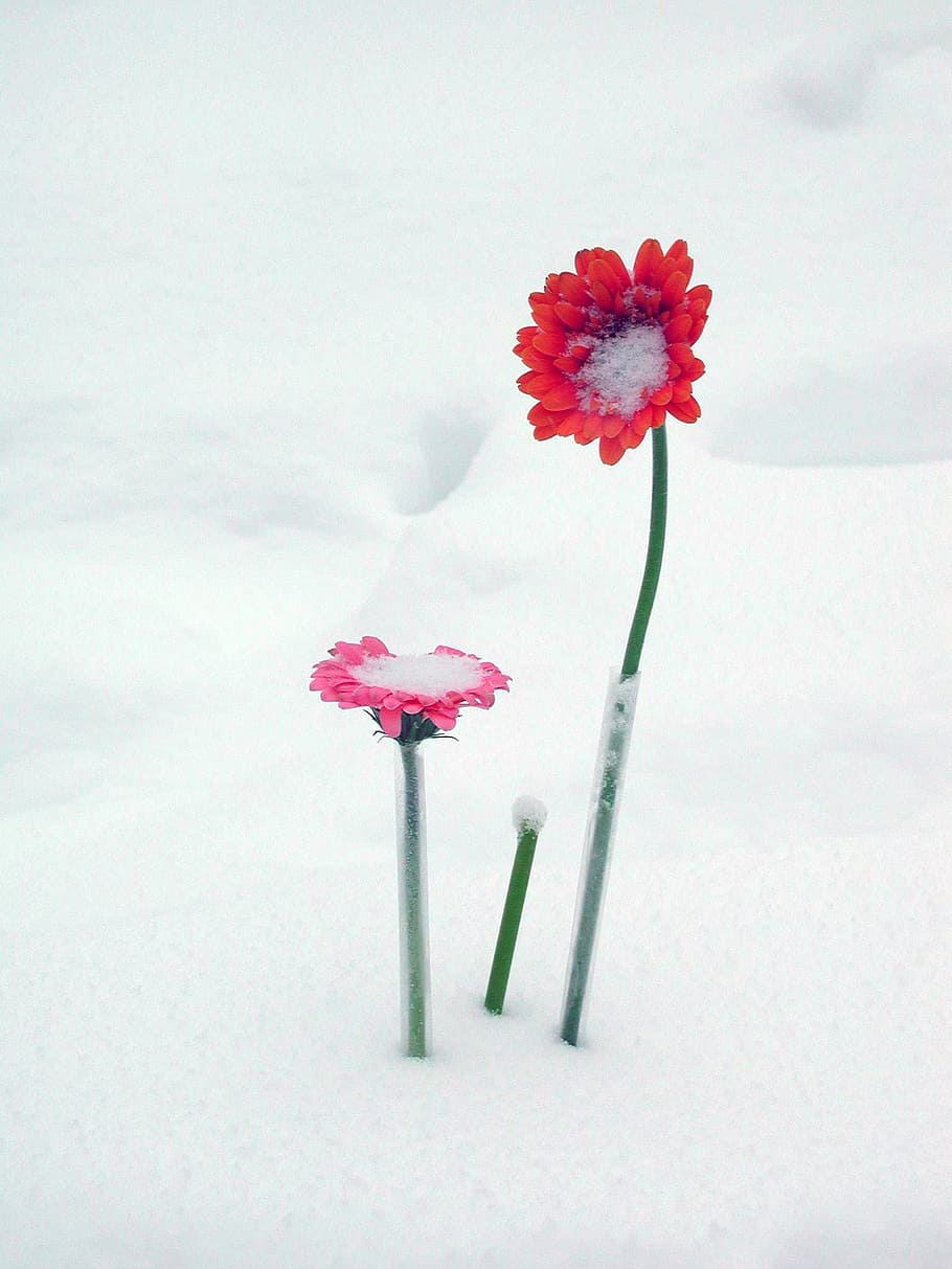 red flowers in snow, gerber, daisy, blossom, winter, nature, flowering plant, HD wallpaper