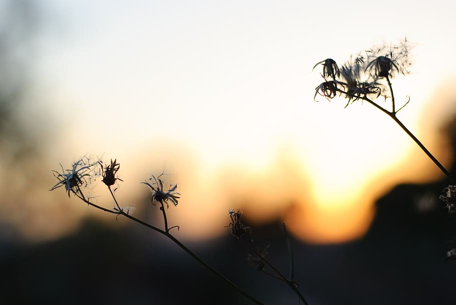 flower, sunset, backlight, nature, sky, summer, plant, season HD wallpaper