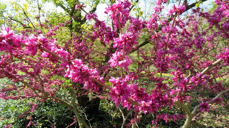 nature, spring, blossom, bloom, plant, flowering plant, pink color HD wallpaper