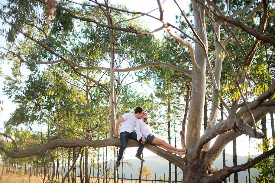 tree, forest, couple, plant, leisure activity, real people HD wallpaper