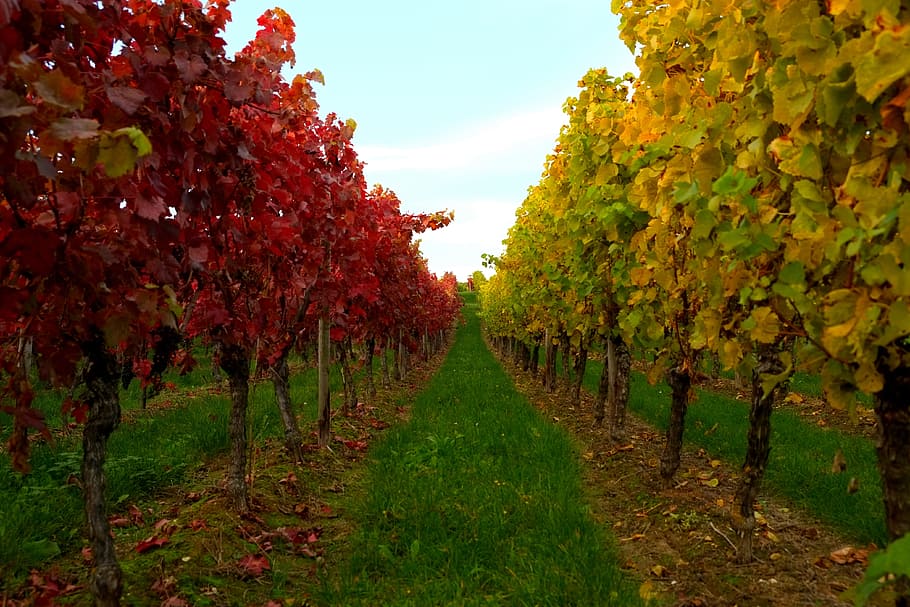 Vines, Leaves, Winegrowing, vine leaves, autumn, wine leaf, HD wallpaper