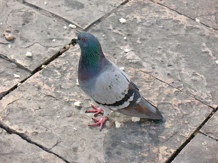Bird, Animals, Pigeon, one animal, animal wildlife, animals in the wild HD wallpaper