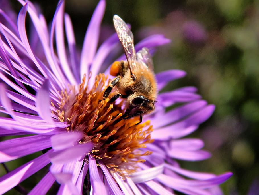 bee, pollen, macro, insect, flower, pollination, flowering plant HD wallpaper
