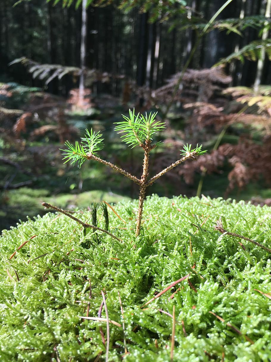 seedling, scion, forest, engine, new beginning, live new, nature HD wallpaper