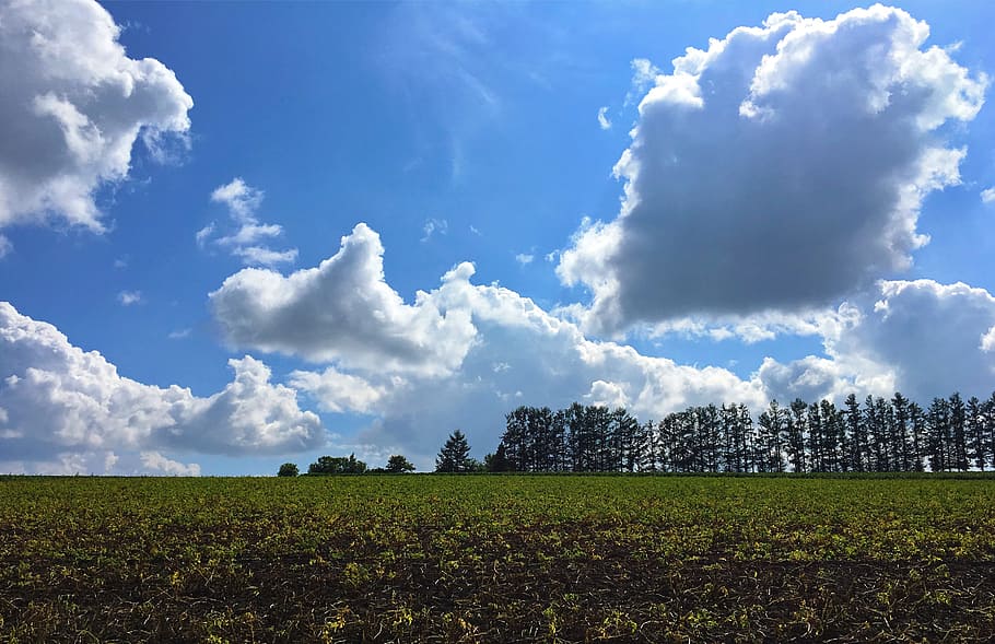 hokkaido, biei, summer, potato fields, japan, sky, cloud - sky, HD wallpaper