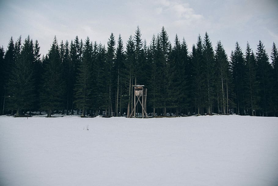 watchtower in front of trees, pine trees under white sky, snow HD wallpaper