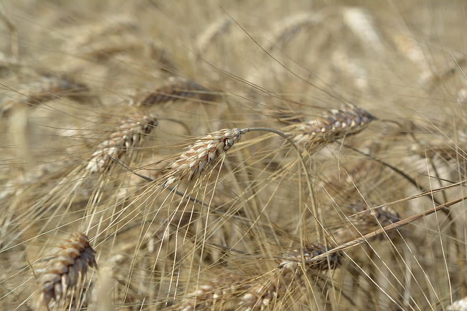 corn, barley, collections, harvest, field, ears, kłos, agriculture HD wallpaper