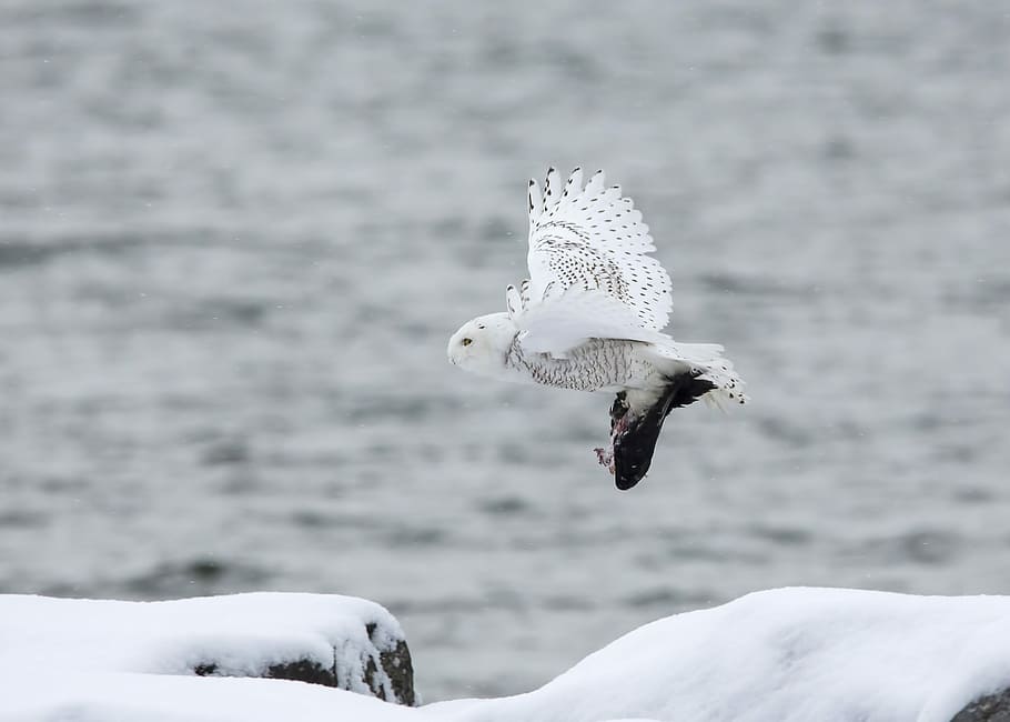 white owl flying through the sky, white and black owl hovering above snow covered ground HD wallpaper