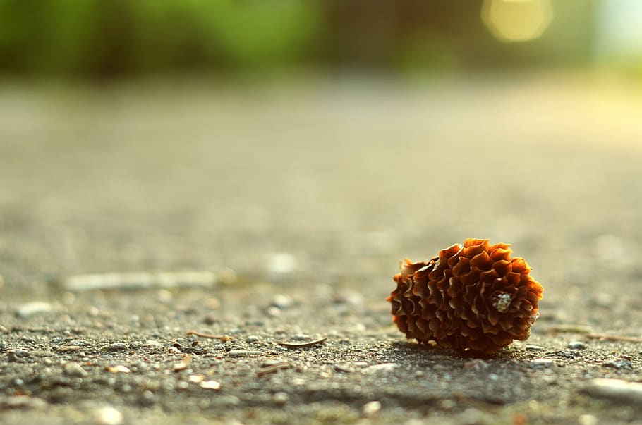 nature, outdoors, cone, pine, summer, selective focus, close-up HD wallpaper