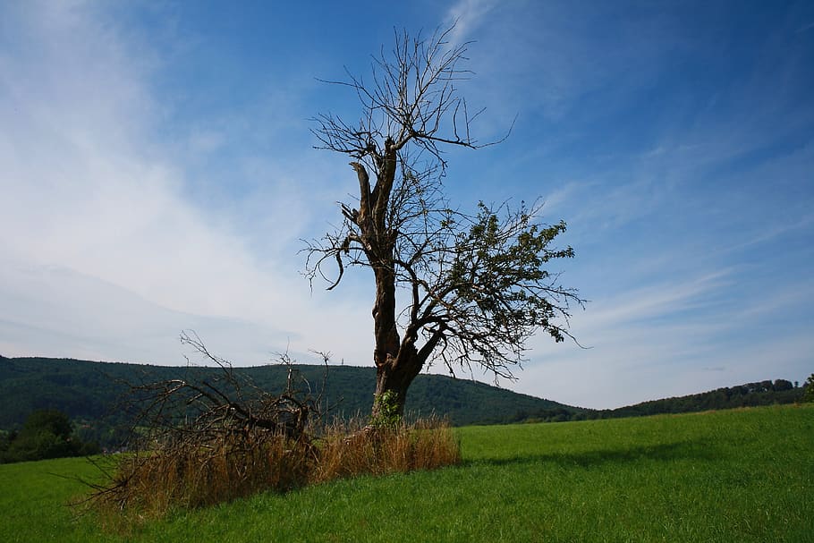tree, meadow, grass, nature, green, sky, plant, tranquil scene HD wallpaper