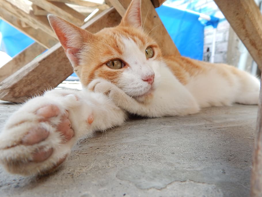Gata, Pet, Rest, domestic Cat, animal, pets, cute, kitten, feline HD wallpaper