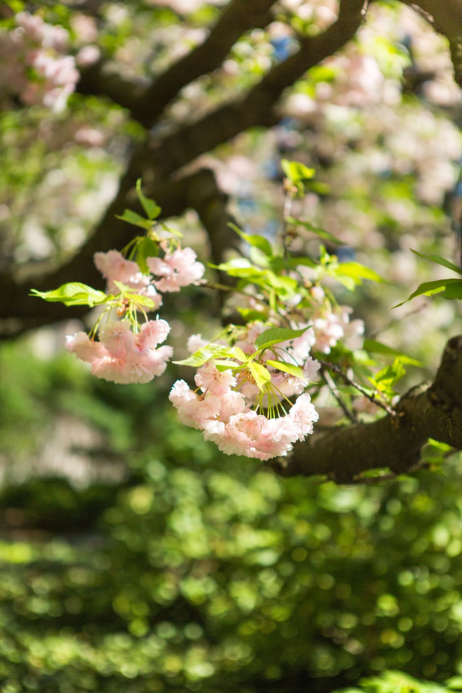 sakura, flower, tree, cherry, nature, flowering tree, spring