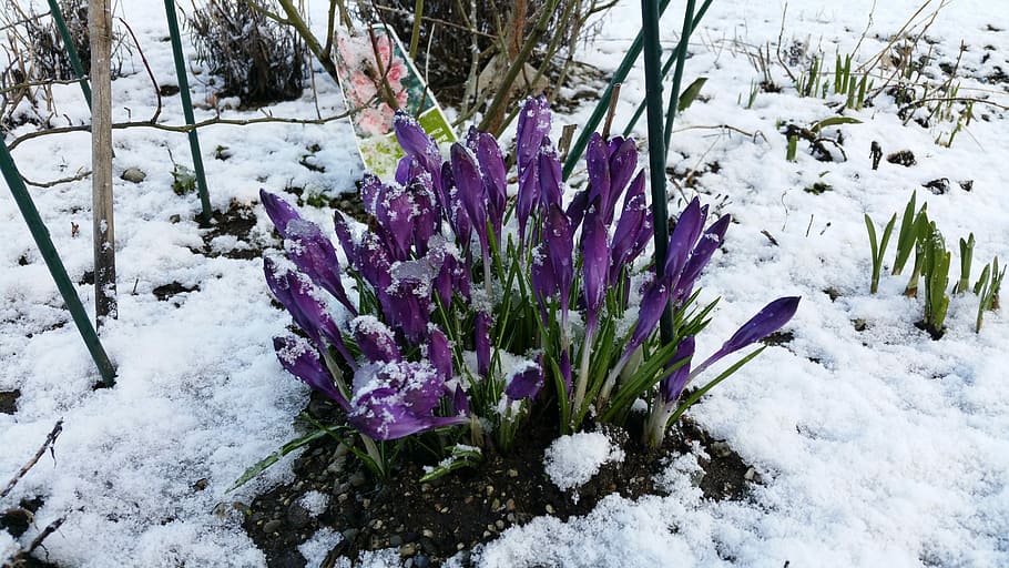 Crocus, Spring, Flower, Snow, flowers, spring flower, frost HD wallpaper