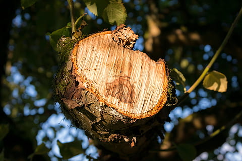 aststumpf, tree stump, sawed off, wood, forest, log, bark, forestry HD wallpaper