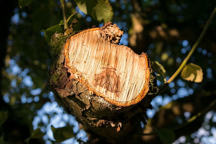 aststumpf, tree stump, sawed off, wood, forest, log, bark, forestry HD wallpaper