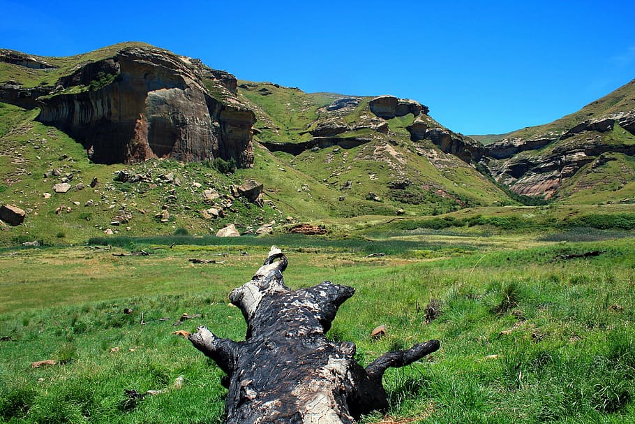 burnt tree stump, fallen, dead, black, meadow, mountains, green HD wallpaper