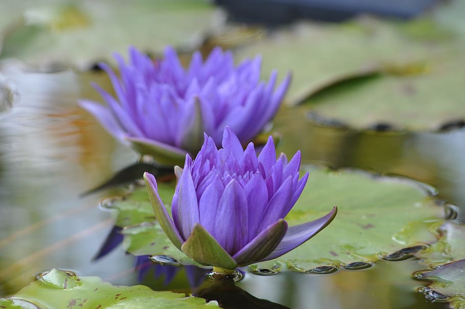 nature, plants, flowers, leaf, garden, flowering plant, water lily HD wallpaper