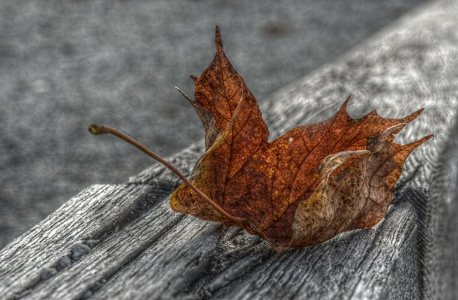 maple leaf, hdr, autumn, nature, plant part, dry, close-up HD wallpaper