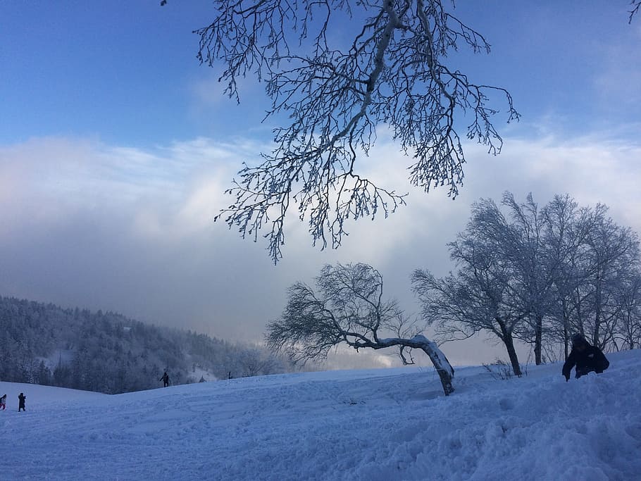 snow, winter, sky, mountain, foggy road, tree, cold temperature HD wallpaper