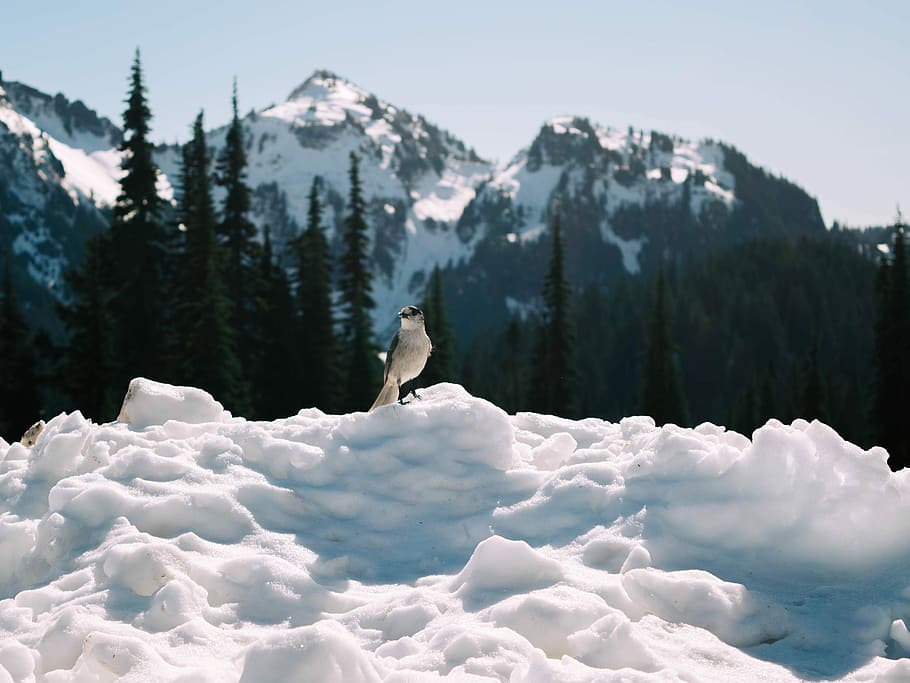 bird on top of snow, bird on snowfield, ice, tree, forest, one animal HD wallpaper