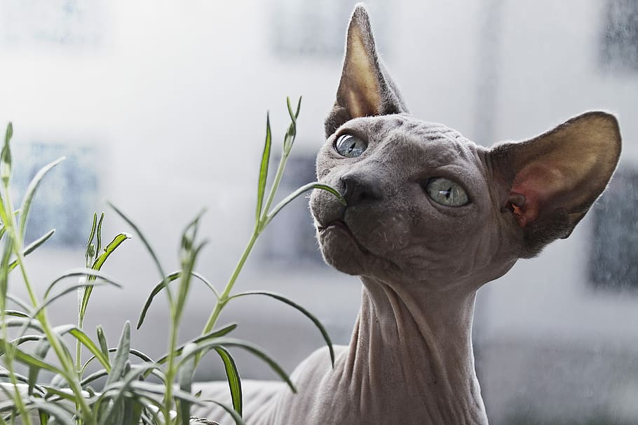 sphynx cat in front of plant, shallow focus photograph of Sphynx cat, HD wallpaper