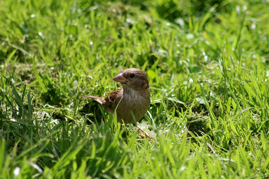 Bird, Wildlife, Grass, Alone, green color, animals in the wild HD wallpaper