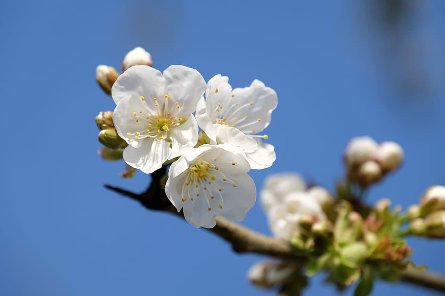 Flower, White, sky, blue, fragility, white color, blossom, springtime HD wallpaper