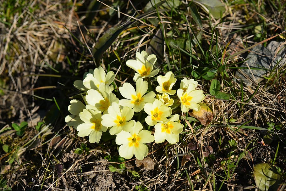primmeln, yellow, spring, bright, blossom, bloom, flowering plant HD wallpaper