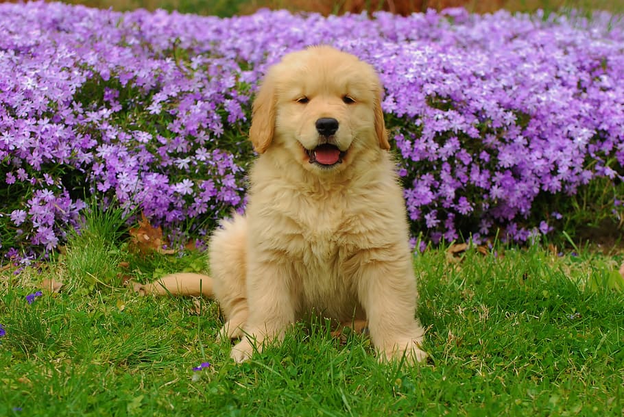 HD wallpaper: light golden retriever puppy near leadwort flowers, summer,  pet | Wallpaper Flare