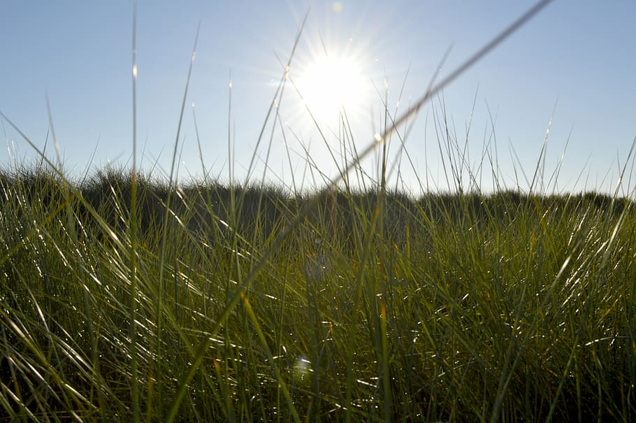 nature, blue sky, spring, sun, plant, grass, land, field, growth HD wallpaper