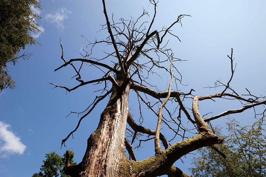 tree, dead plant, kahl, old, nature, wood, gnarled, waldsterben HD wallpaper