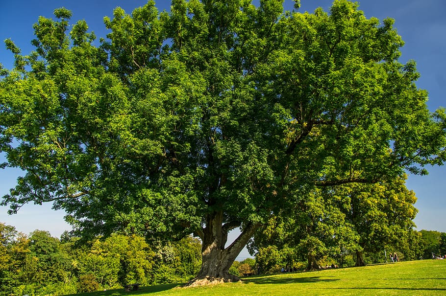 tree, ash, green, monument, crown, powerful, venerable, plant HD wallpaper