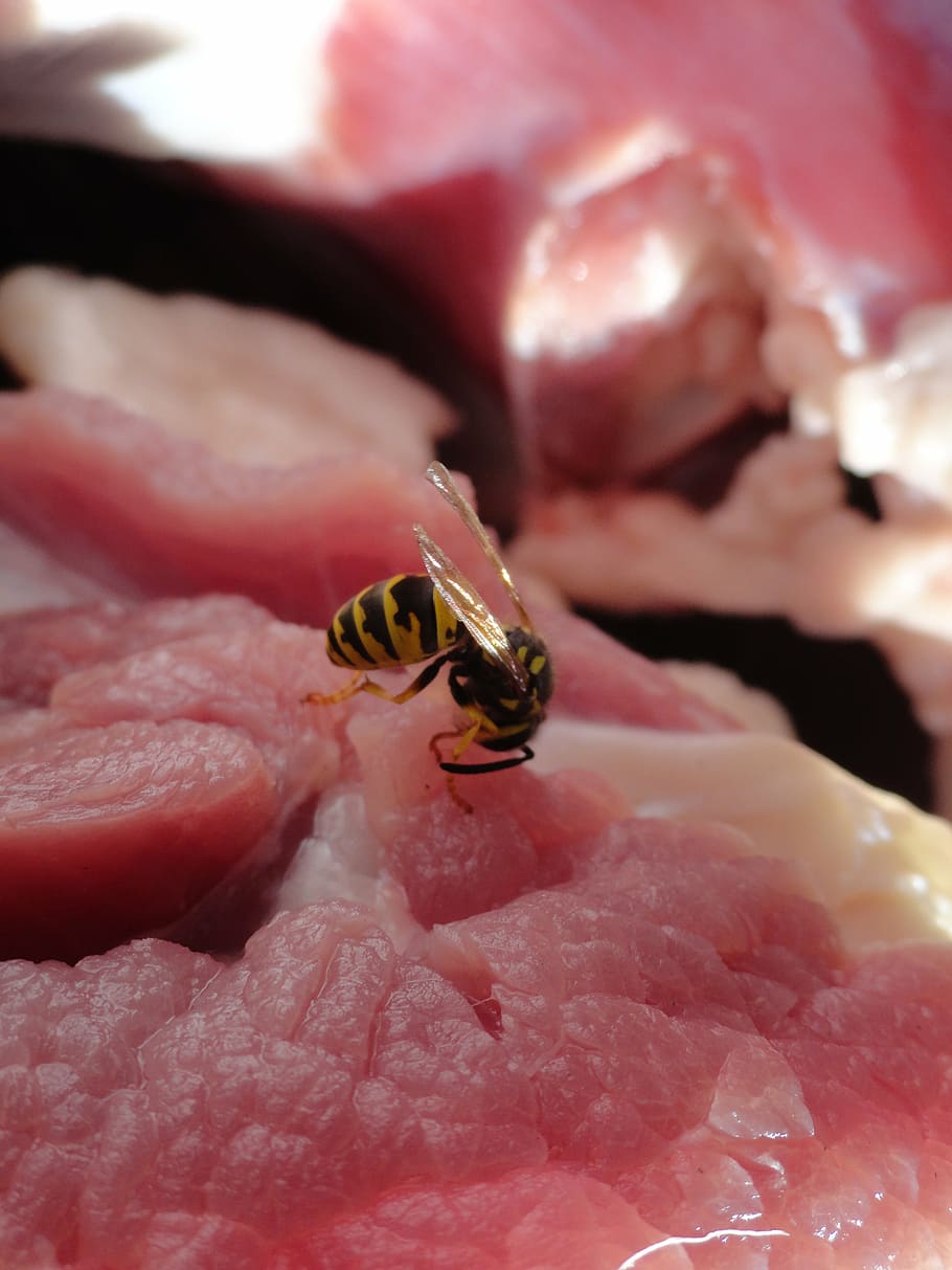 wasp, insect, meat, red, raw, pink, macro, close-up, animal wildlife HD wallpaper
