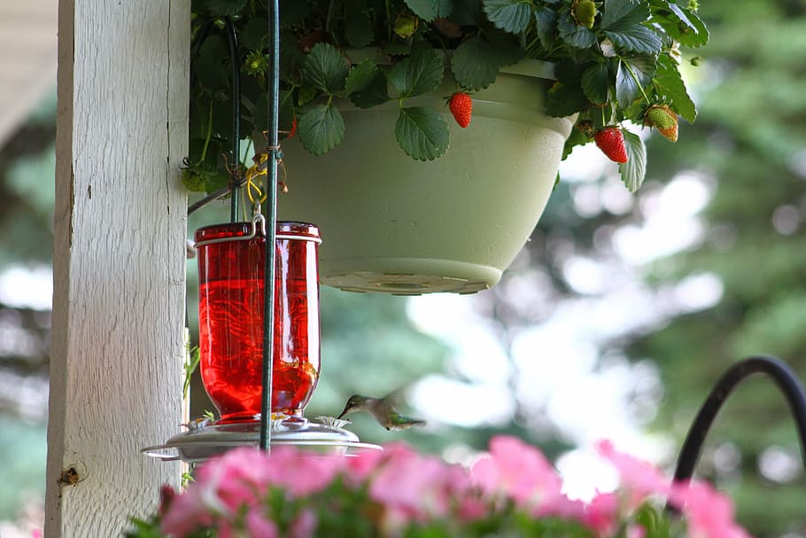 hummingbird, flying, nectar, plant, hanging, flower, flowering plant HD wallpaper