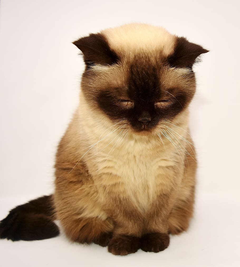 Siamese cat, british shorthair, pet, mieze, short hair, adidas