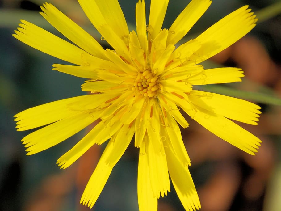 Flower, Macro, Spring, Yellow, Close, nature, plant, close-up HD wallpaper