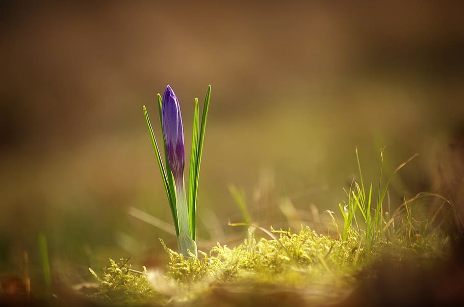 selective focus photography of purple crocus flower, spring HD wallpaper
