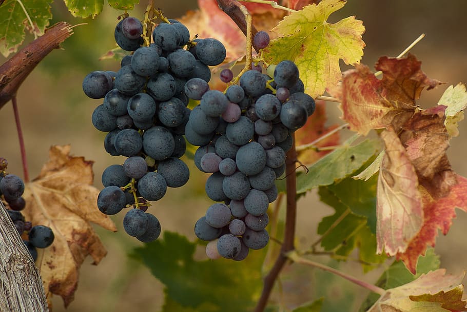 grape, cluster, harvest, vineyard, bunch of grapes, vine, fruit, HD wallpaper