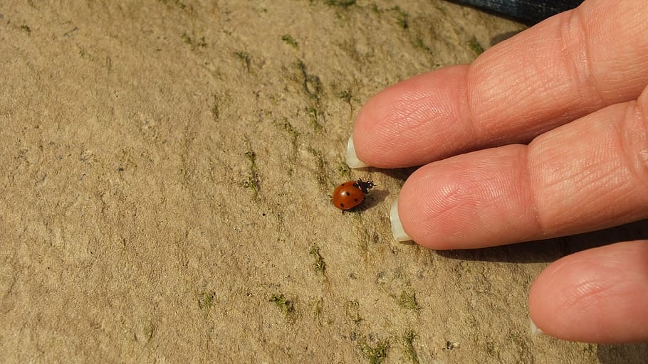 ledybug, hand, insect, friendship, communication, nature, perth moses HD wallpaper