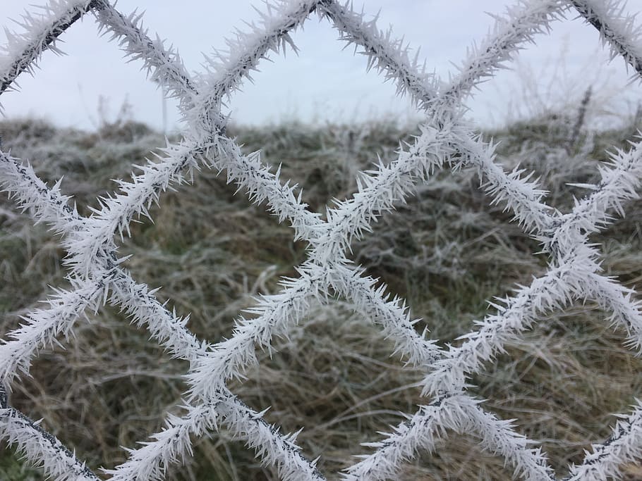 Ripe, Winter, Fence, Cold, Freeze, nature, pattern, backgrounds HD wallpaper