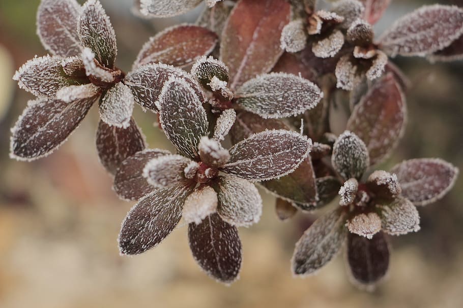 nature, plant, winter, close-up, growth, focus on foreground HD wallpaper