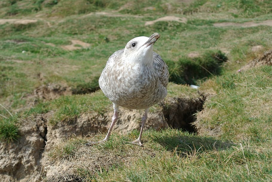 seagull, young, inquisitive, curious, bird, nature, animal HD wallpaper