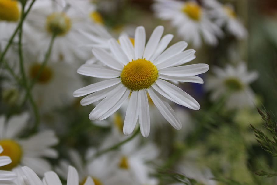 Flowers, Meadow, Spring, Bouquet, chamomile, camomile, white color HD wallpaper