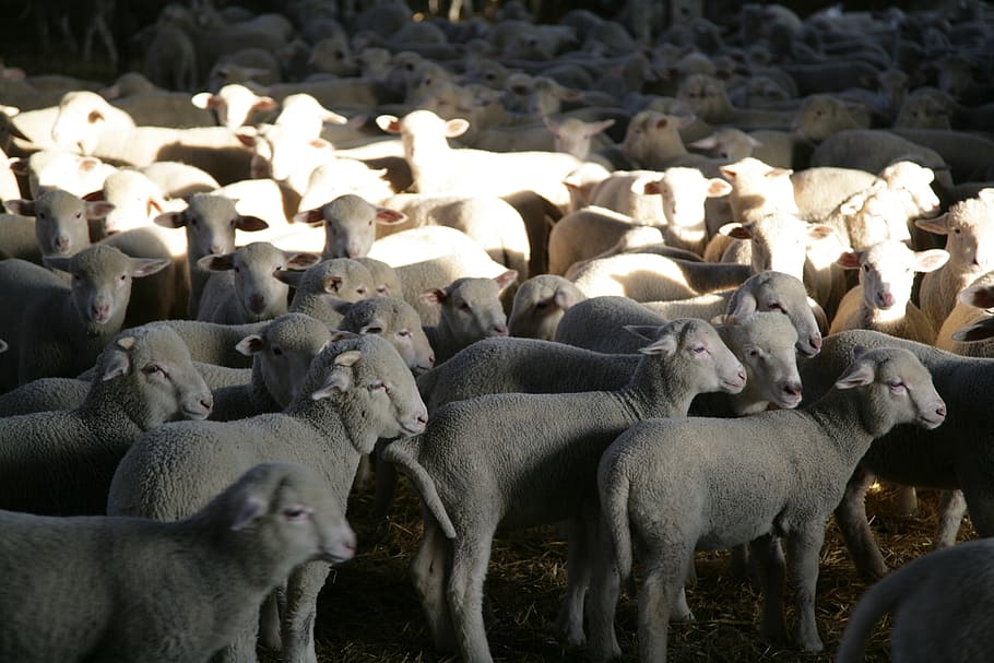 lambs, sheep, livestock, group of animals, animal themes, mammal HD wallpaper