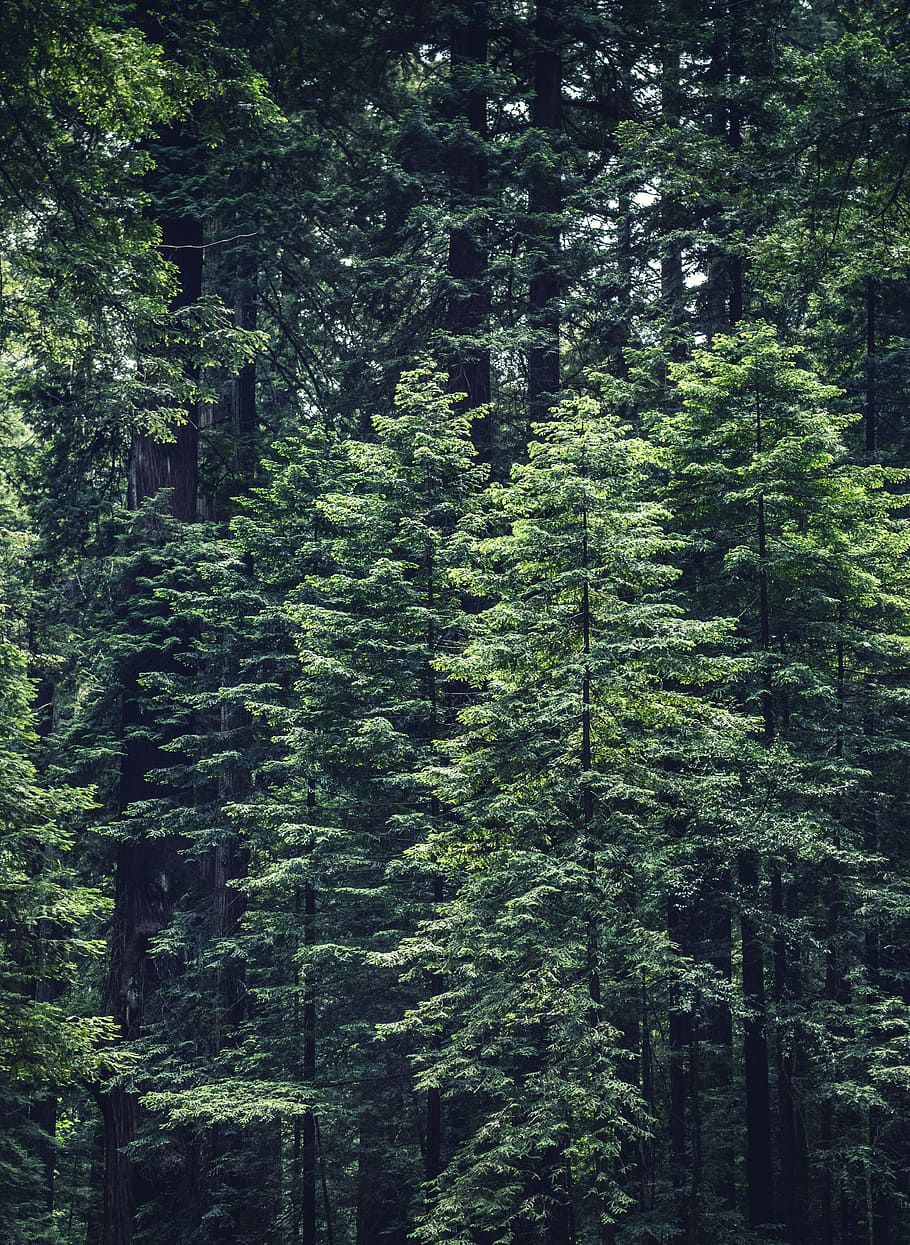 photo of green leafed tree s, aerial photo green leafed trees HD wallpaper