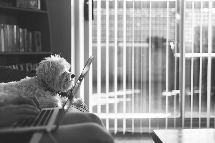 grayscale photo of poodle on top of bed beside laptop facing right, HD wallpaper