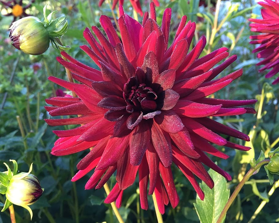 dahlia, red, cactus, flowering plant, fragility, petal, vulnerability HD wallpaper