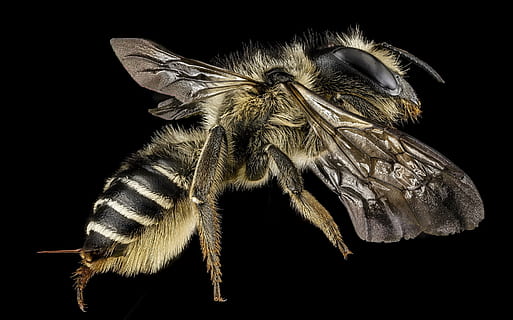 black and brown fly, leafcutter bee, macro, pollinator, bug HD wallpaper